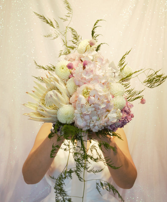 Protea Blushing Bride White
